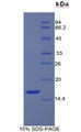 Figure 1. SDS-PAGE