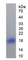 Figure 1. SDS-PAGE