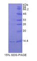 Figure 1. SDS-PAGE