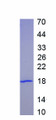 Figure 1. SDS-PAGE