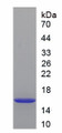 Figure 1. SDS-PAGE