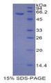 Figure 1. SDS-PAGE