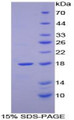 Figure 1. SDS-PAGE