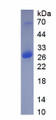 Figure 1. SDS-PAGE