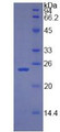 Figure 3. SDS-PAGE