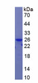 Figure 1. SDS-PAGE