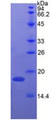 Figure 2. SDS-PAGE