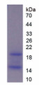 Figure 1. SDS-PAGE