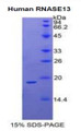 Figure 1. SDS-PAGE