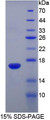 Figure 1. SDS-PAGE