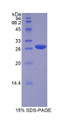 Figure 1. SDS-PAGE