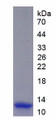 Figure 1. SDS-PAGE