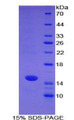 Figure 1. SDS-PAGE