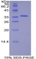 Figure 1. SDS-PAGE