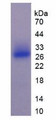 Figure 2. SDS-PAGE