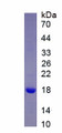 Figure 1. SDS-PAGE