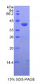 Figure 1. SDS-PAGE