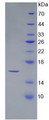 Figure 2. SDS-PAGE