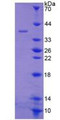 Figure 2. SDS-PAGE