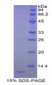 Figure 1. SDS-PAGE