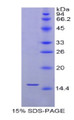 Figure 1. SDS-PAGE