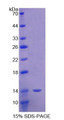 Figure 1. SDS-PAGE