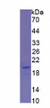 Figure 1. SDS-PAGE