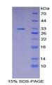 Figure 1. SDS-PAGE