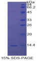 Figure 1. SDS-PAGE