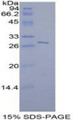 Figure 1. SDS-PAGE