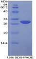 Figure 1. SDS-PAGE