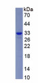 Figure 1. SDS-PAGE