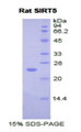 Figure 1. SDS-PAGE