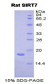 Figure 1. SDS-PAGE