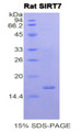 Figure 1. SDS-PAGE