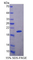 Figure 2. SDS-PAGE