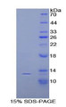 Figure 1. SDS-PAGE