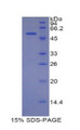 Figure 1. SDS-PAGE