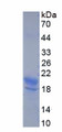 Figure 2. SDS-PAGE