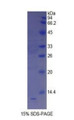 Figure 1. SDS-PAGE