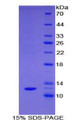 Figure 1. SDS-PAGE