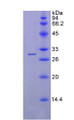 Figure 2. SDS-PAGE