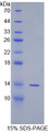 Figure 1. SDS-PAGE