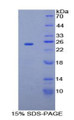 Figure 1. SDS-PAGE