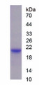 Figure 1. SDS-PAGE