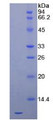 Figure 2. SDS-PAGE