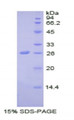 Figure 1. SDS-PAGE