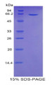 Figure 1. SDS-PAGE