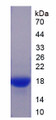 Figure 1. SDS-PAGE