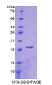 Figure 1. SDS-PAGE